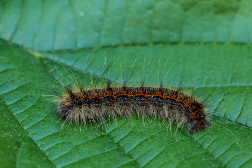 Réf. 205 228 : Trichiura crataegi